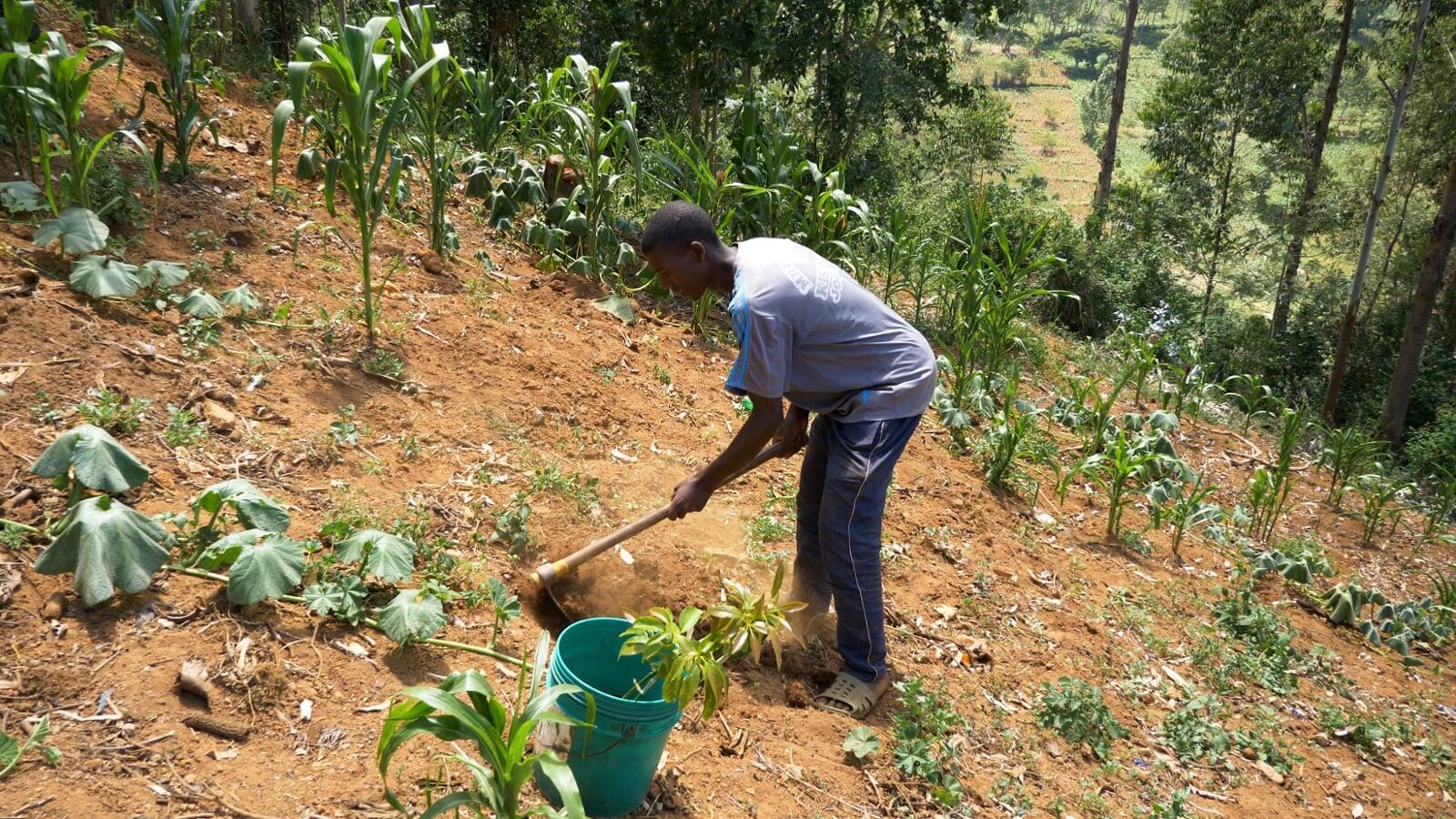 Sustainable Transformation: Unlocking a Greener Future Through Tree Planting in Senegal